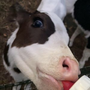 Meet your Posher, Sydney